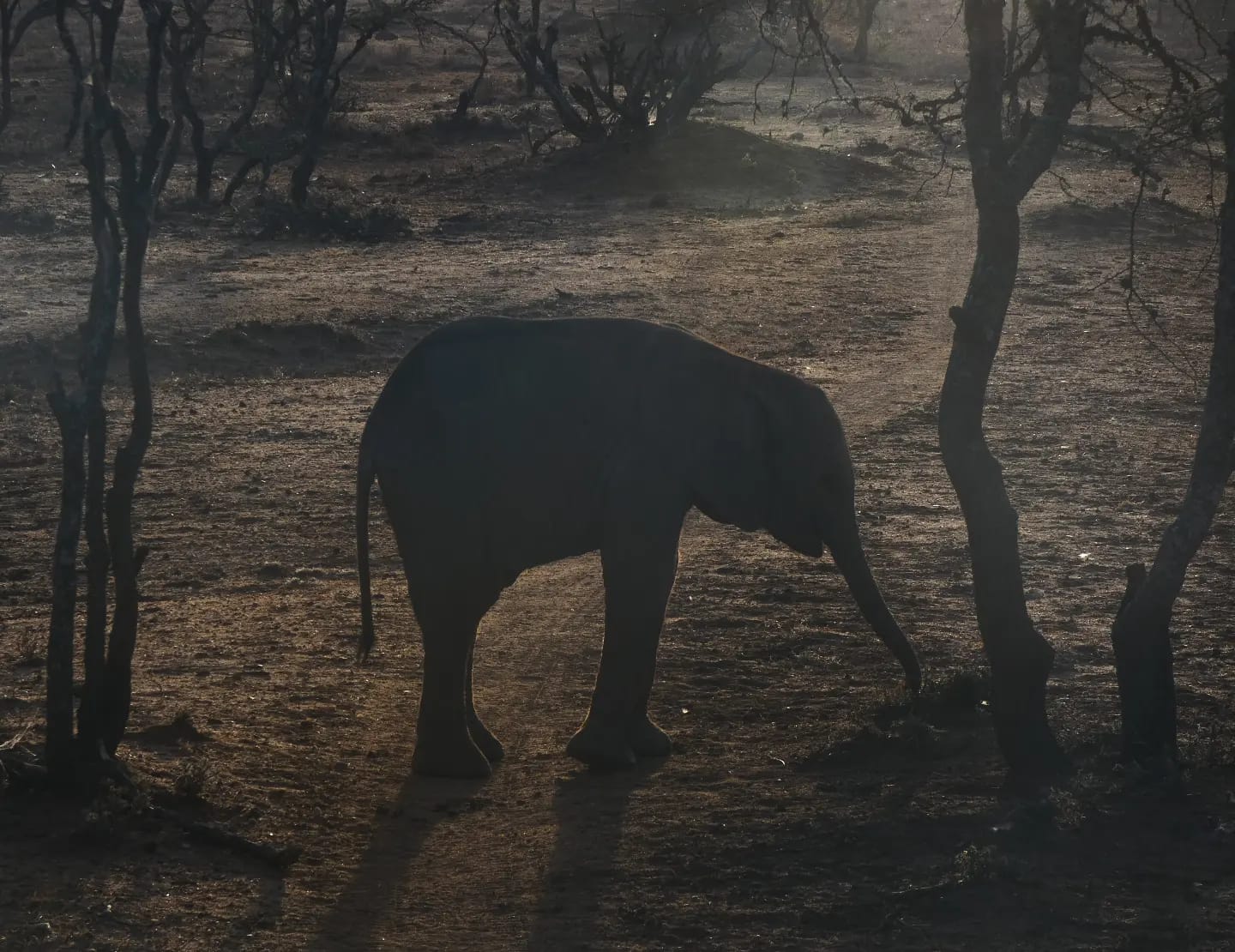 Close shot of a baby elephant.